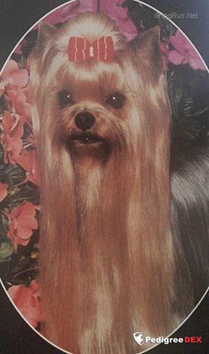  ROTHBY'S REPUTATION — Labaza DogPedigree YorkshireTerrier